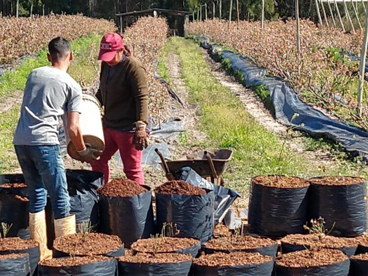 Colonia Ayu Producci N De Ar Ndanos Dentro De Macetas