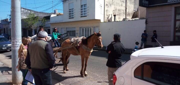 alt="rescataron dos caballos"