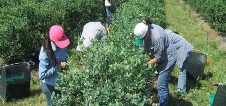 alt="no traerán cosechadores de otras localidades para el arándano"