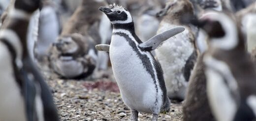 alt="llegaron los pingüinos a las reservas de Chubut"
