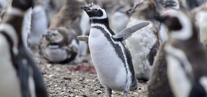alt="llegaron los pingüinos a las reservas de Chubut"