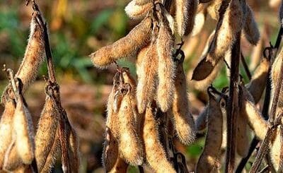 Alt= "cadena de la soja promueven no exportar grano sin procesar"