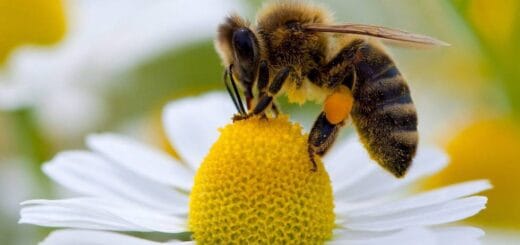 alt="abeja posada en una flor"