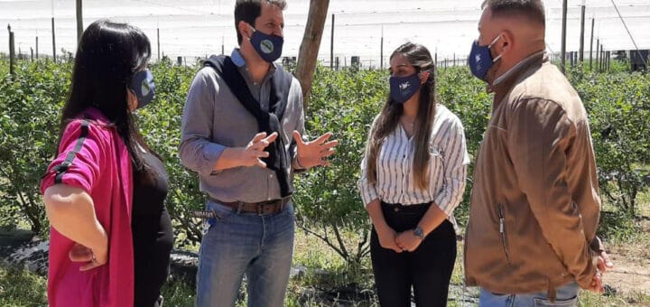 alt="recorrida por una plantación de arándanos"