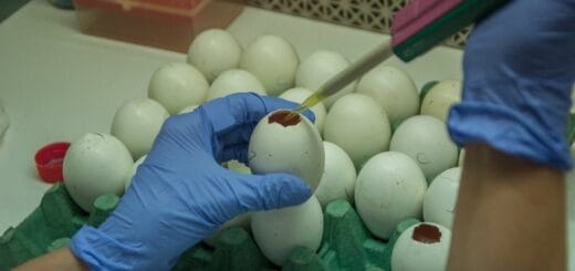 alt="ensayos con la yema de los huevos de gallina"