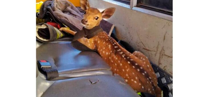 alt="ciervo rescatado en Concordia"