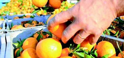 alt="frutos cítricos"