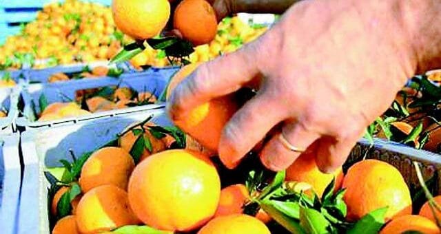 alt="frutos cítricos"