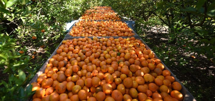 alt="cosecha de citrus"