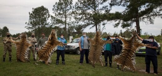 alt="en Concordia decomisaron cueros de grandes felinos"