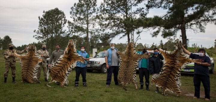 alt="en Concordia decomisaron cueros de grandes felinos"