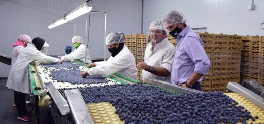 alt="preparando el arándano para su exportación observando estrictos protocolos sanitarios"