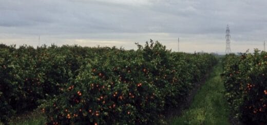 alt="plantación de cítricos"