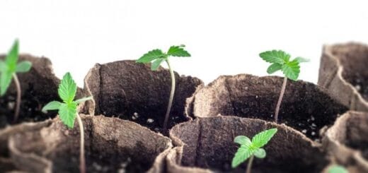 alt="plantines de cannabis"