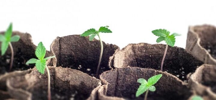 alt="plantines de cannabis"