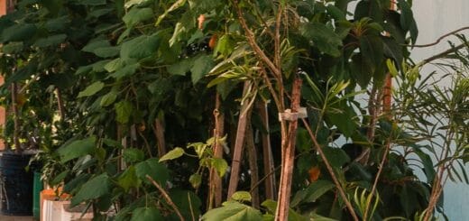 alt="interior de un vivero"