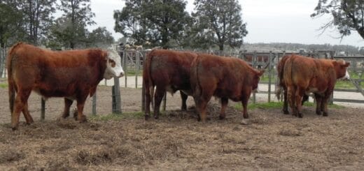 alt="brasil y bolivia dejarán de vacunar contra la aftosa"