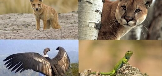 alt="ejemplares de la fauna de los Parques nacionales en Córdoba, San Luis y Santa Fe"