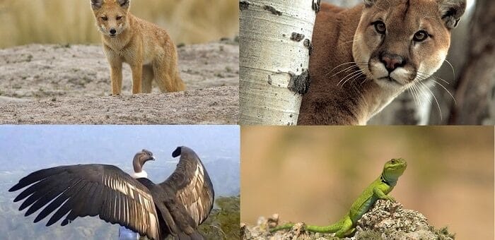 alt="ejemplares de la fauna de los Parques nacionales en Córdoba, San Luis y Santa Fe"