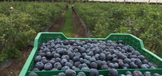 alt="Las nuevas disposiciones afectan al traslado en los colectivos y los protocolos que se cumplen dentro del campo de cosecha y empaquetado"