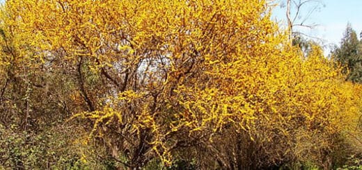 alt="el aromito es el árbol entrerriano desplazó al ñandubay"
