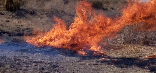 alt="tras nueve meses de incendios el verde rebrota entre las cenizas"