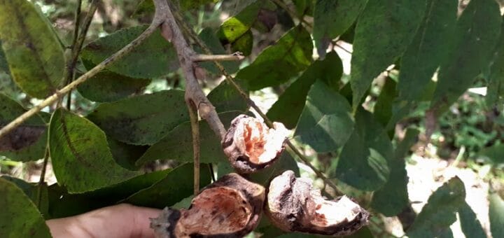 alt="Daños causados por las cotorras en cultivos de pecán"