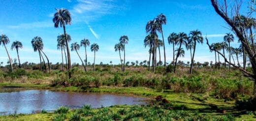 alt="paisaje de El Palmar con vegetación y carpinchos"