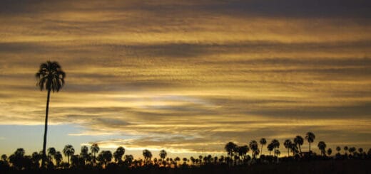 alt="atardecer con palmeras"