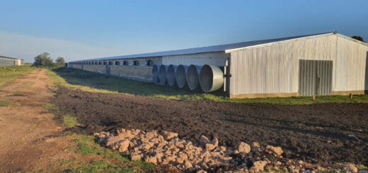 alt="galpón de una granja de pollos"