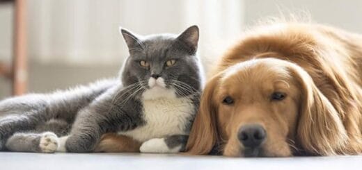 alt="un perro y un gato uno junto al otro"