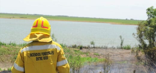 alt="bombero forestal entrerriano observa restos de un incendio"