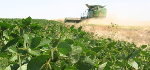 alt="máquina agrícola cosechando en un campo sembrado con soja"