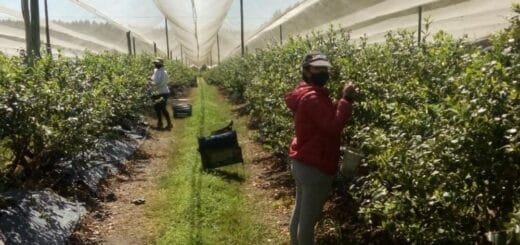 alt="cosechadores en plantación de arándanos"