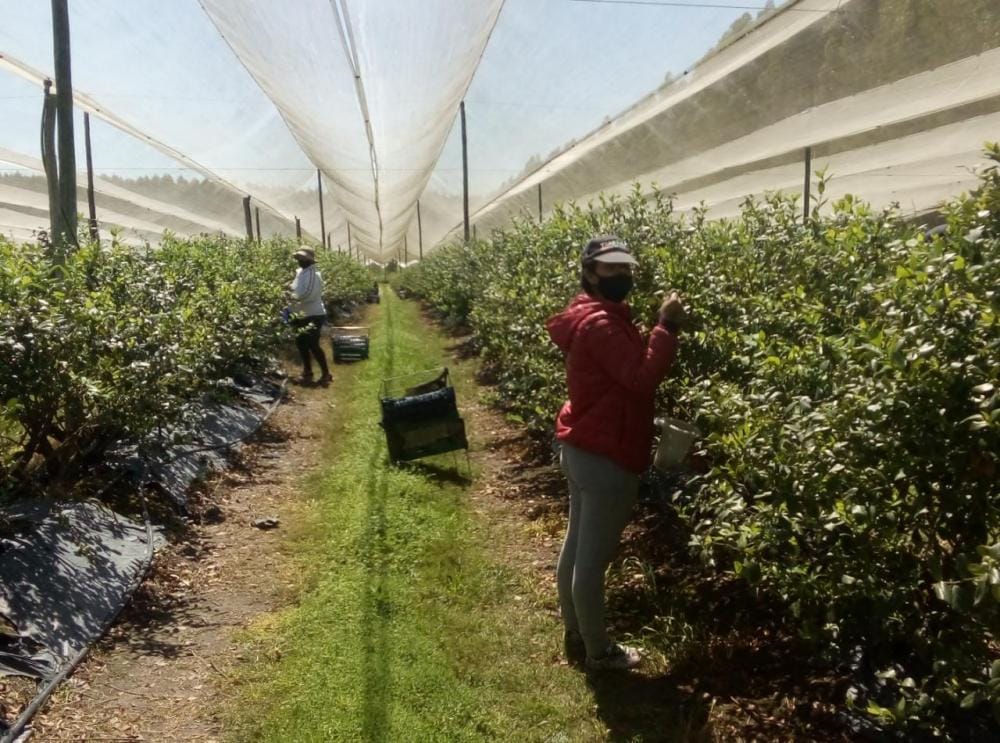alt="cosechadores en plantación de arándanos"