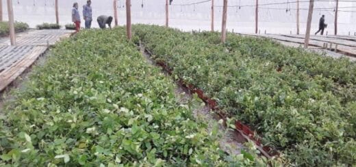 alt="plantación de arándanos bajo cubierta"