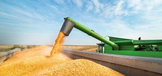 alt="cosechadora almacena maíz en un camión"