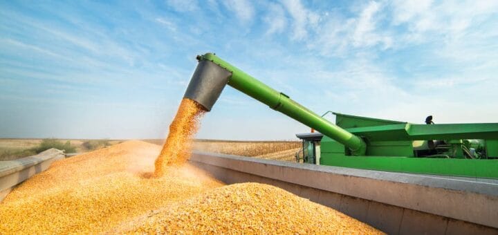 alt="cosechadora almacena maíz en un camión"