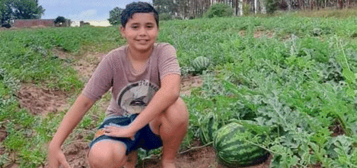 alt="un niño en medio de una plantación de sandías"