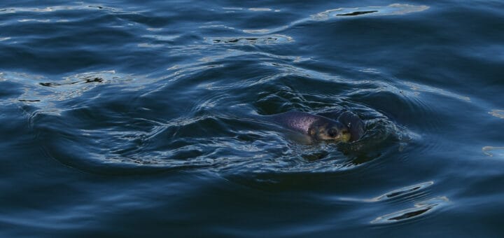 alt="un pez asoma en la superficie del agua"