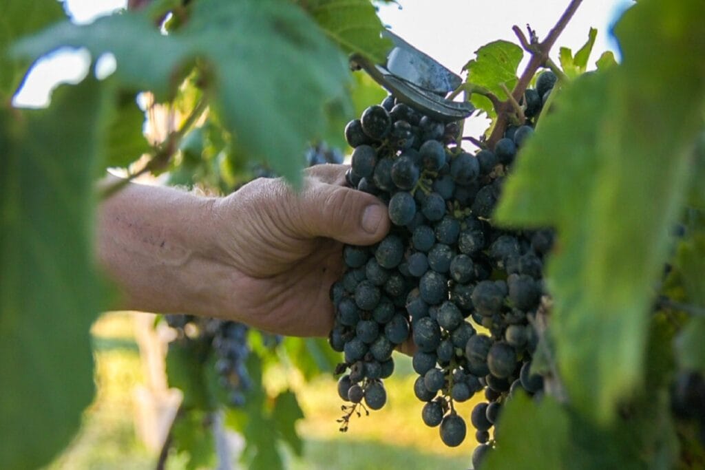 alt="una mano recoge un racimo de uvas de una planta de vid"