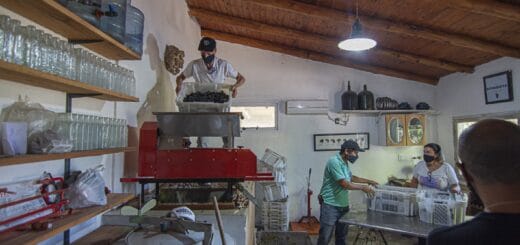 alt="trabajadores realizan la vendimia en San José"