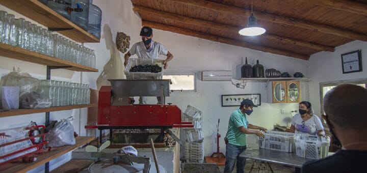 alt="trabajadores realizan la vendimia en San José"