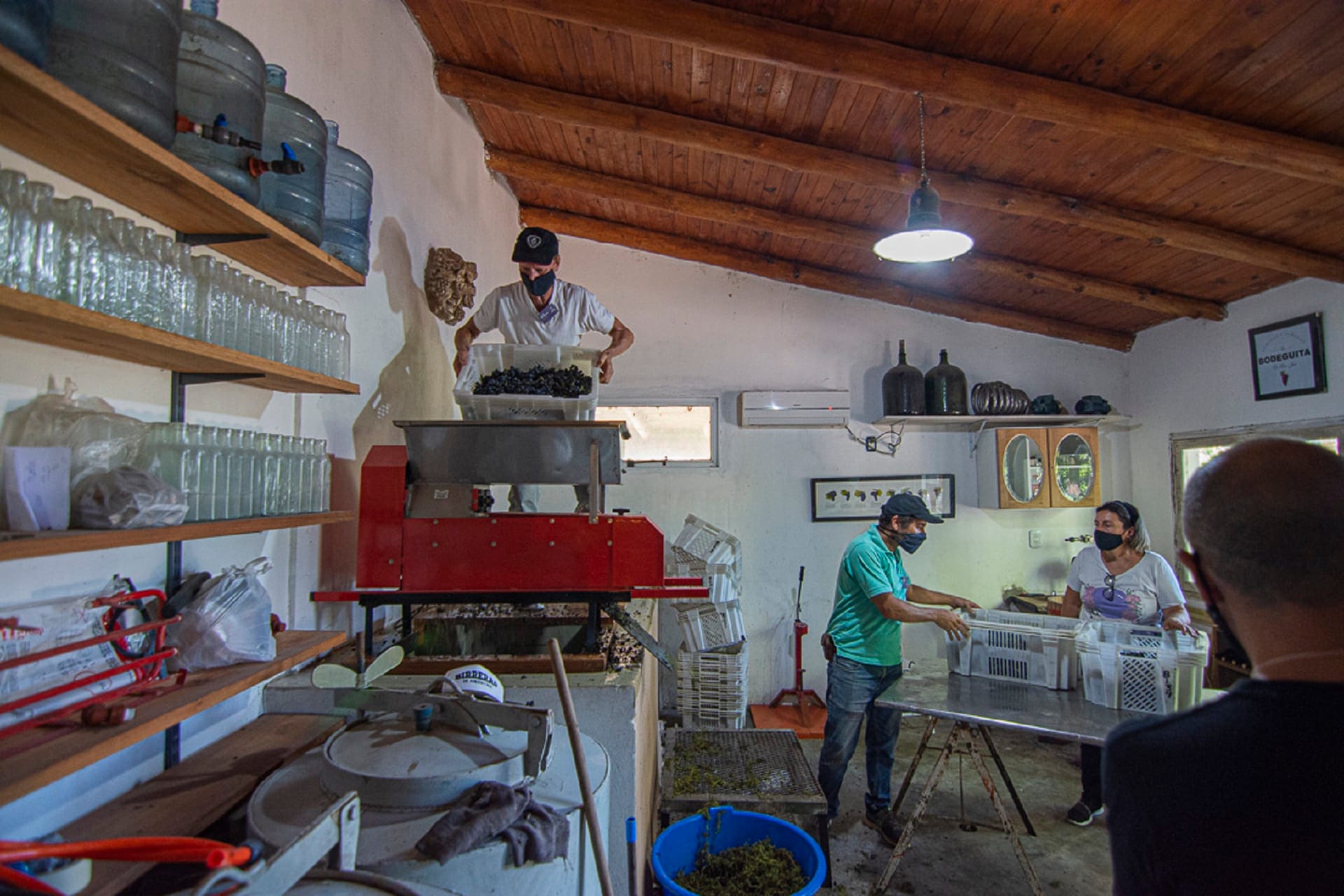alt="trabajadores realizan la vendimia en San José"