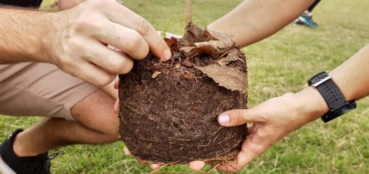 alt="dos manos sostienen un árbol para plantarlo"