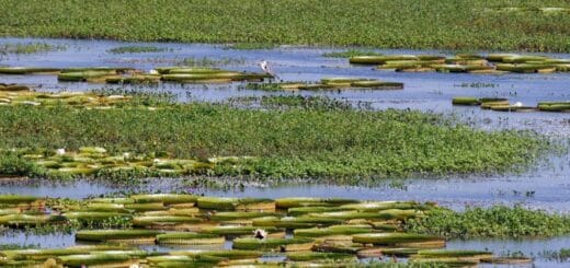 alt="paisaje de un estero con agua e irupés"