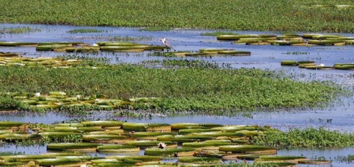 alt="paisaje de un estero con agua e irupés"