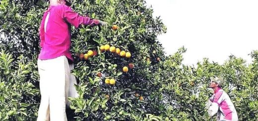 alt="dos cosecheros recolectando mandarinas de un árbol"