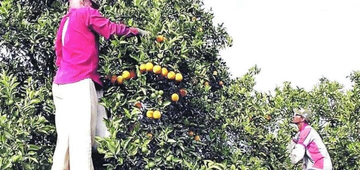 alt="dos cosecheros recolectando mandarinas de un árbol"