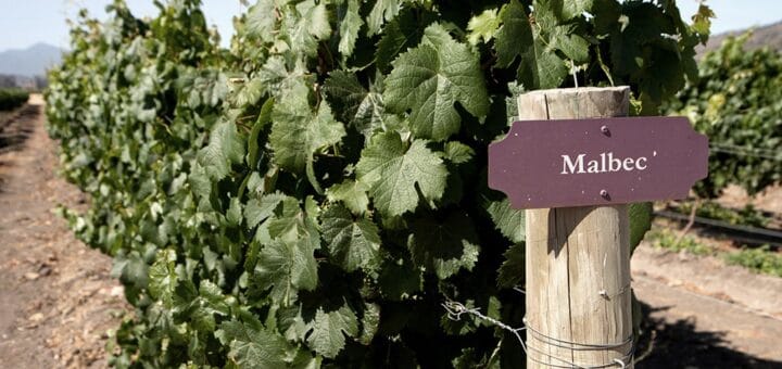alt="en la fotografía, una viña con uvas de la variedad malbec"